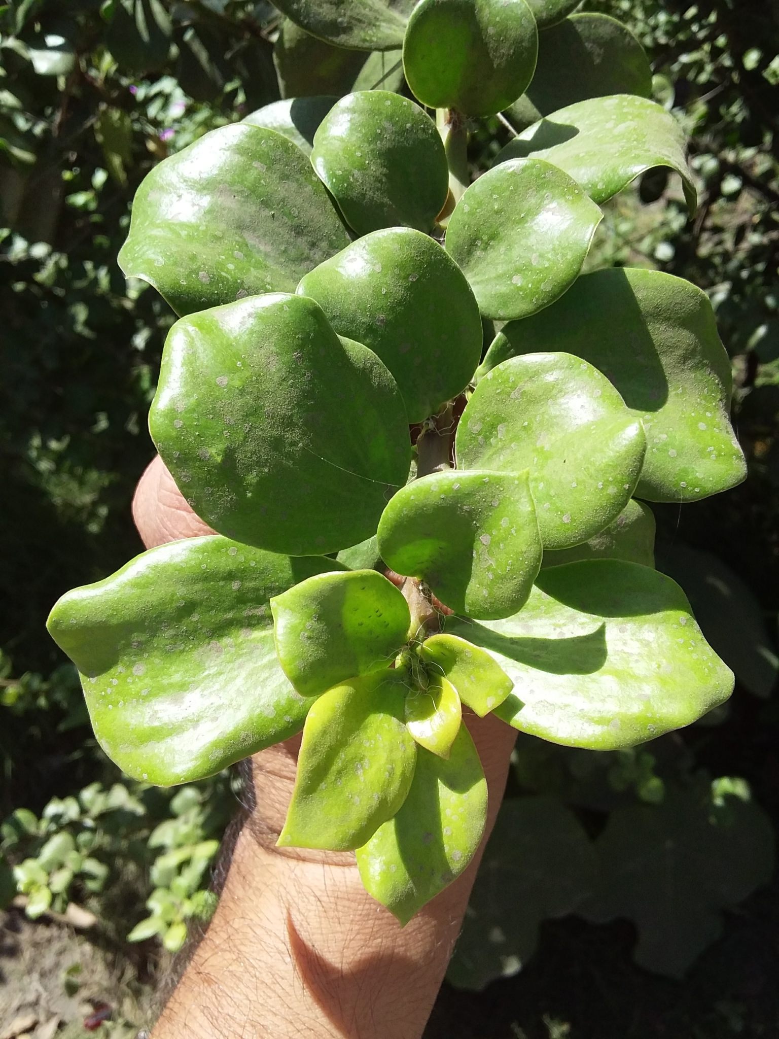 Pereskia lychnidiflora